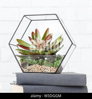 Florarium and books on table at white wall Stock Photo