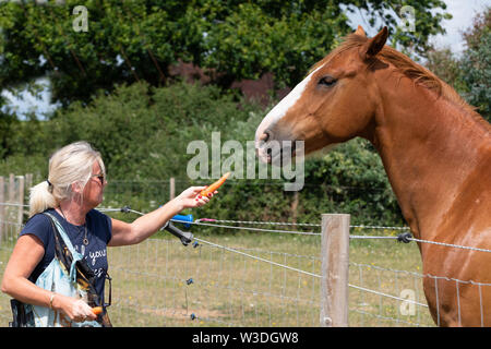 Woman giving her chestnut horse  a carrot in West Wittering, Nr. Chichester, West Sussex, England, UK Stock Photo