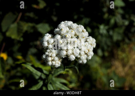 Close up of small white beautiful wildflowers Stock Photo