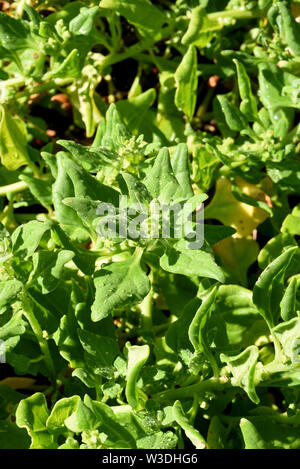 Neuseelaender, Spinat, Tetragonia, tetragonioides Stock Photo