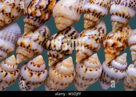 Mussel background. Closeup of a beautiful seashells texture isolated on a blue background. Stock Photo