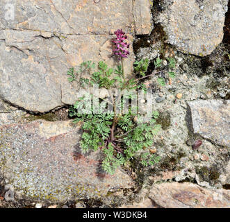 Erdrauch, Fumaria, Officinalis Stock Photo