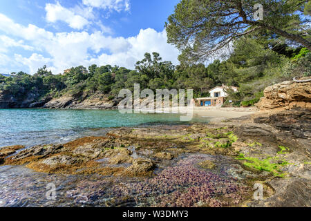 France, Var, Rayol Canadel sur Mer, the Domaine du Rayol, Mediterranean garden, property of the Conservatoire du littoral, the Figuier beach with the Stock Photo