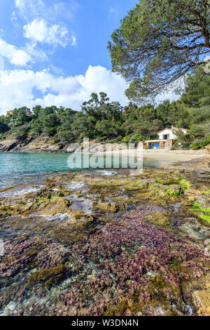 France, Var, Rayol Canadel sur Mer, the Domaine du Rayol, Mediterranean garden, property of the Conservatoire du littoral, the Figuier beach with the Stock Photo