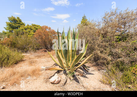 Agave plant with big green succulent leaves near beach in Halkidiki, Greece. Stock Photo