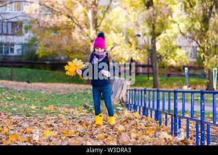 Girl collects yellow maple foliage outdoors. Girl with an armful of yellow leaves. Stock Photo