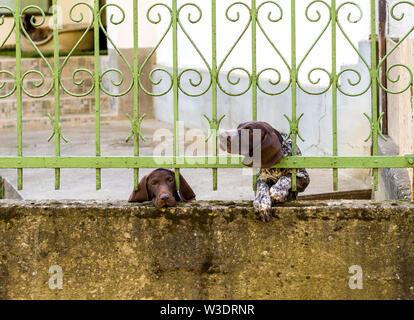 Two German Shorthaired Pointer behind metal fence. One dog looks sad with tears in eyes. Another stuck head through bars, motion blur Stock Photo