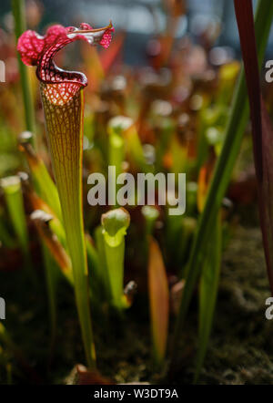 Close up of a pitcher plant display on a sunny day Stock Photo