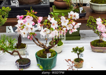 Bonsai display with sakura cherry blossom and plum miniature trees ...