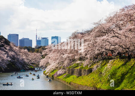 Japan, Honshu, Tokyo, Kudanshita, Chidori-ga-fuchi, Imperial Palace Moat , Cherry Blossom and People Boating with City Skyline in Rear Stock Photo