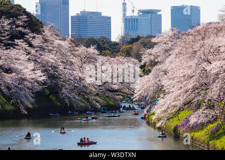 Japan, Honshu, Tokyo, Kudanshita, Chidori-ga-fuchi, Imperial Palace Moat , Cherry Blossom and People Boating with City Skyline in Rear Stock Photo