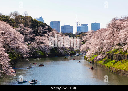 Japan, Honshu, Tokyo, Kudanshita, Chidori-ga-fuchi, Imperial Palace Moat , Cherry Blossom and People Boating with City Skyline in Rear Stock Photo