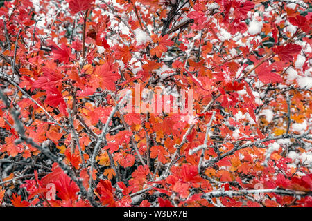 Red leaves under heavy snow near Banff National Park, Canada. Stock Photo