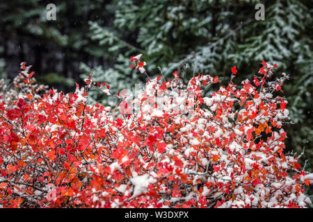 Red leaves under heavy snow near Banff National Park, Canada. Stock Photo