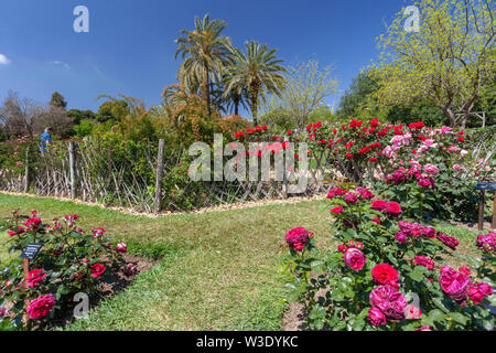 Public park, spring day, Rose Garden, Parc Cervantes in Les Corts quarter of Barcelona, Catalonia, Spain. Stock Photo