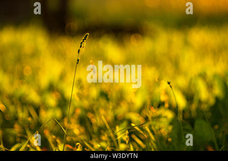 On the summer meadow grass stalk with spider-tetragnatha in the background golden bokeh Stock Photo