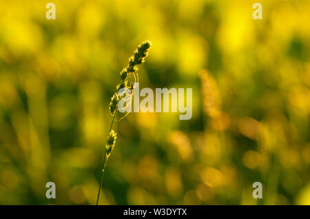 Silhouette of spider-tetragnatha on a green stem of orchard grass on the background green meadows Stock Photo