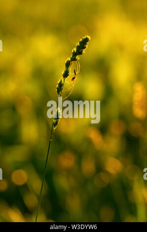 Silhouette of spider-tetragnatha on a green stem of orchard grass on the background green meadows Stock Photo