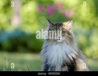 A portrait of a beautiful tortoiseshell Norwegian forest cat Stock Photo
