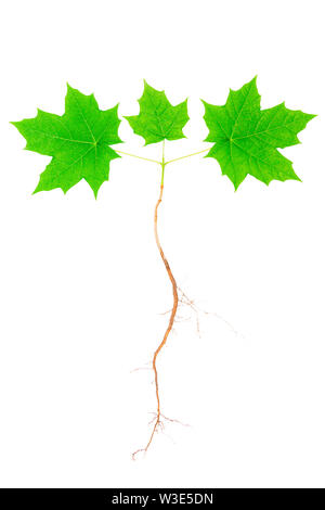 Young maple tree with roots isolated on white background. Stock Photo