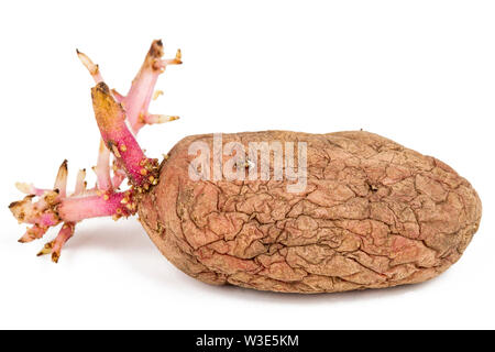 Old germinated pink potato isolated on white background. Big sprouts Stock Photo