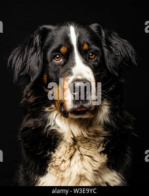Studio portrait of a bernese mountain dog in front of a black background. The focus is on the dog's eyes. Stock Photo