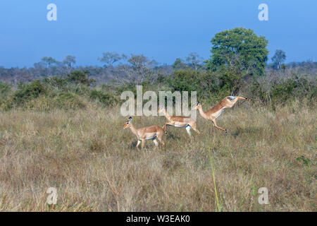 Impala pronking and jumping in the Kruger National Park in South Africa Stock Photo
