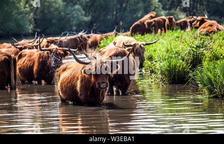 Cattle of Highland Cows standing in the waters of the Biesbosch Stock Photo