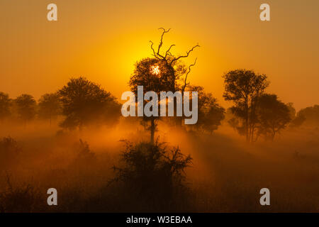 Beautiful misty sunrise in Kruger National Park, South Africa Stock Photo