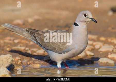 Eurasian Collared Dove (Streptopelia decaocto), adult entering a pool to get a bath, Dhofar, Oman Stock Photo