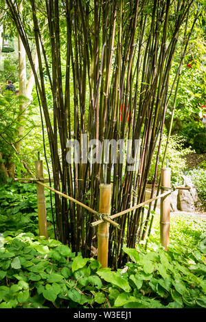 Specimen bamboo plant neatly constrained by a simple cut bamboo cane trainer in an English interpretation of a Chinese garden Stock Photo