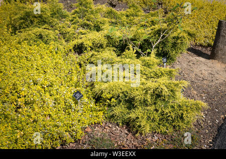Prostrate evergreen shrubs provide lasting colour in a simple garden design Stock Photo