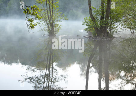 Early morning mist on the lake at Fonthill, near Tisbury in Wiltshire. Stock Photo