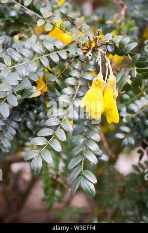 Sophoro Microphylla Sun King in flower in May Stock Photo