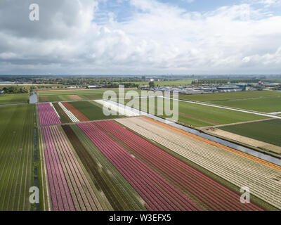 Beautiful aerial landscape.Vibrant tulip flowers grow in rural fields of Netherlands under dramatic cloudy sky in spring.Exotic tulips plants bloom in Stock Photo