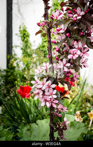 Pale pink and red flowers on young ornamental crab apple tree with dark green red-tinged leaves (Malus toringo Aros) Stock Photo