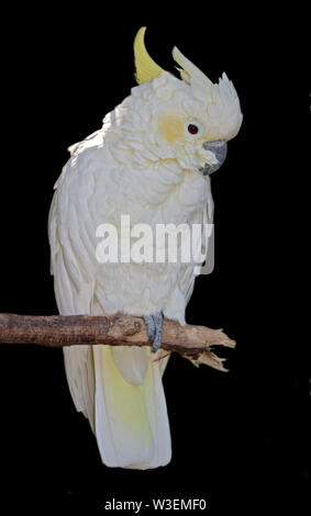 Lesser Sulphur Crested/Yellow-Crested Cockatoo (cacatua sulphurea) Stock Photo