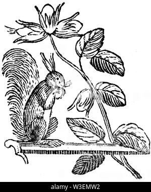 Pastoral Tailpiece. Wood cut engraved illustration, taken from 'Thomas Bewick 'A General History of Quadrupeds', Published by T. Bewick, Longman and C Stock Photo