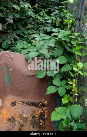 Brambles running wild threaten to overtake a rusting wheelbarrow. 13/07/19 Stock Photo