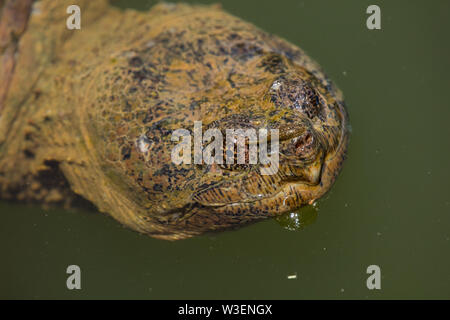 Snapping turtle, Chelydra serpentina, with leech attached to eyelid, Maryland Stock Photo