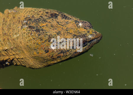 Snappig turtle, Chelydra serpentina, with leech attached to corner of eye, Maryland Stock Photo