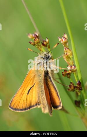 Small Skipper Thymelicus sylvestris Stock Photo