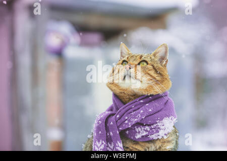 The cat wearing scarf outdoors in snowy winter Stock Photo
