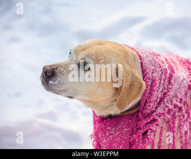 Portrait of Labrador retriever dog in a red shawl and sitting outdoors in snowy winter