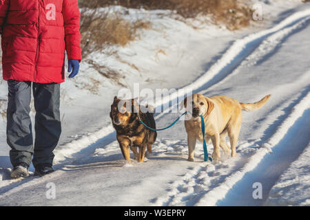 Man with two dogs walks on the snowy road. A yellow Labrador Retriever dog leads a mongrel dog on a leash Stock Photo