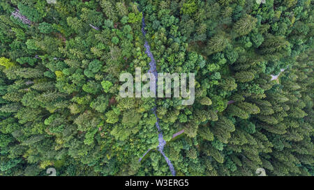 Drone over head shot of a lush green alpine forest in summer. A path crosses the forest as seen from this unique angle. Stock Photo