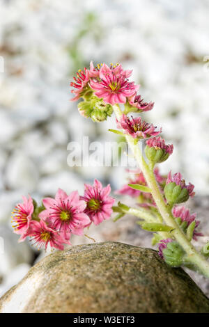 Cobweb houseleek or Sempervivum arachnoideum flowering Stock Photo