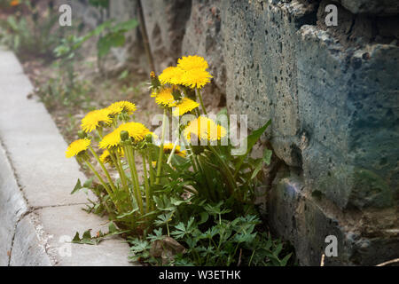 Dandelion bush under the old brick wall on the curb Stock Photo