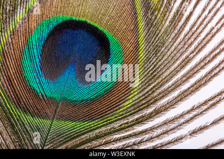 Closeup view of Peacock feather Stock Photo