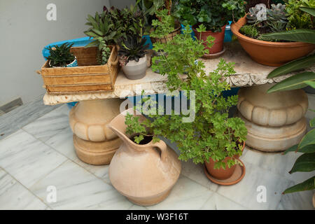 Lot of plants in a corner of a house in ceramic pots. Houseplants in a room corner interior Stock Photo